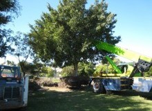 Kwikfynd Tree Management Services
ramcoheights